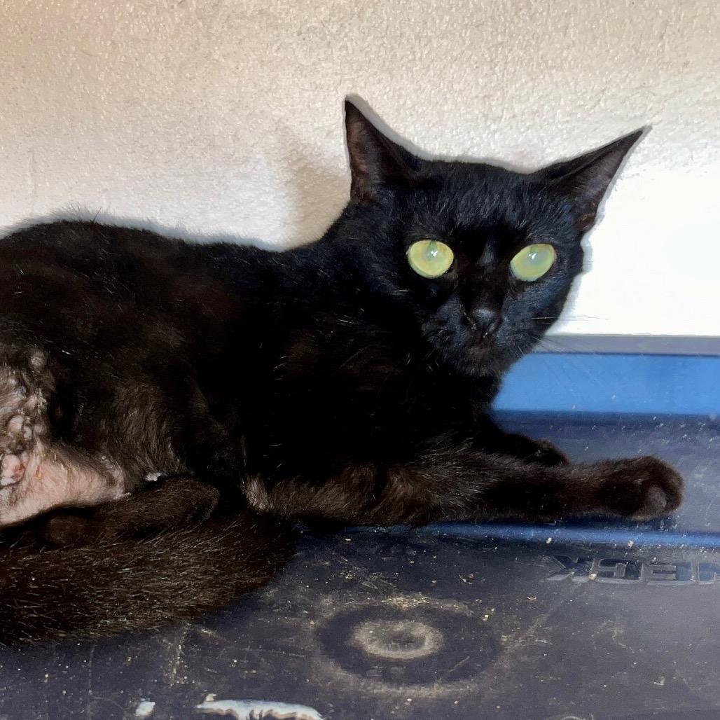 Enlarge Juniper, a ADOPTABLE Domestic Short Hair in Christiansted, VI image 1/5