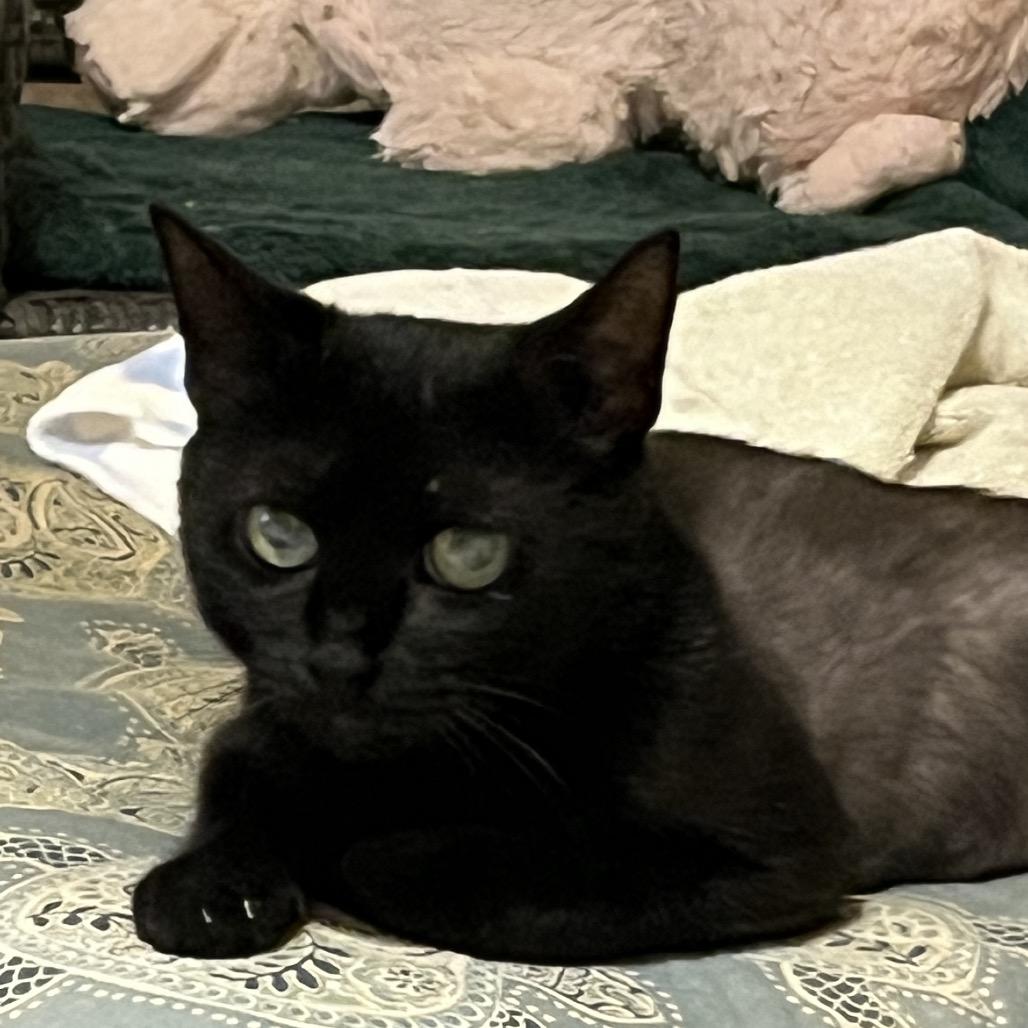 Enlarge Juniper, a ADOPTABLE Domestic Short Hair in Christiansted, VI image 5/5