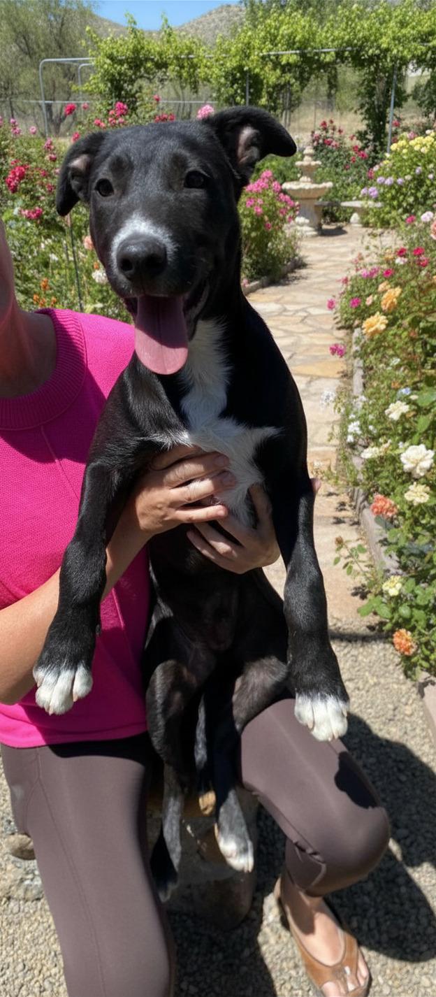 Enlarge Champ, an adopted mixed breed in Austin, TX image 4/6