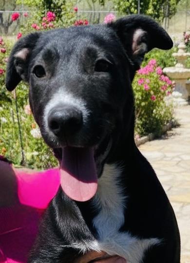 Enlarge Champ, an adopted mixed breed in Austin, TX image 6/6