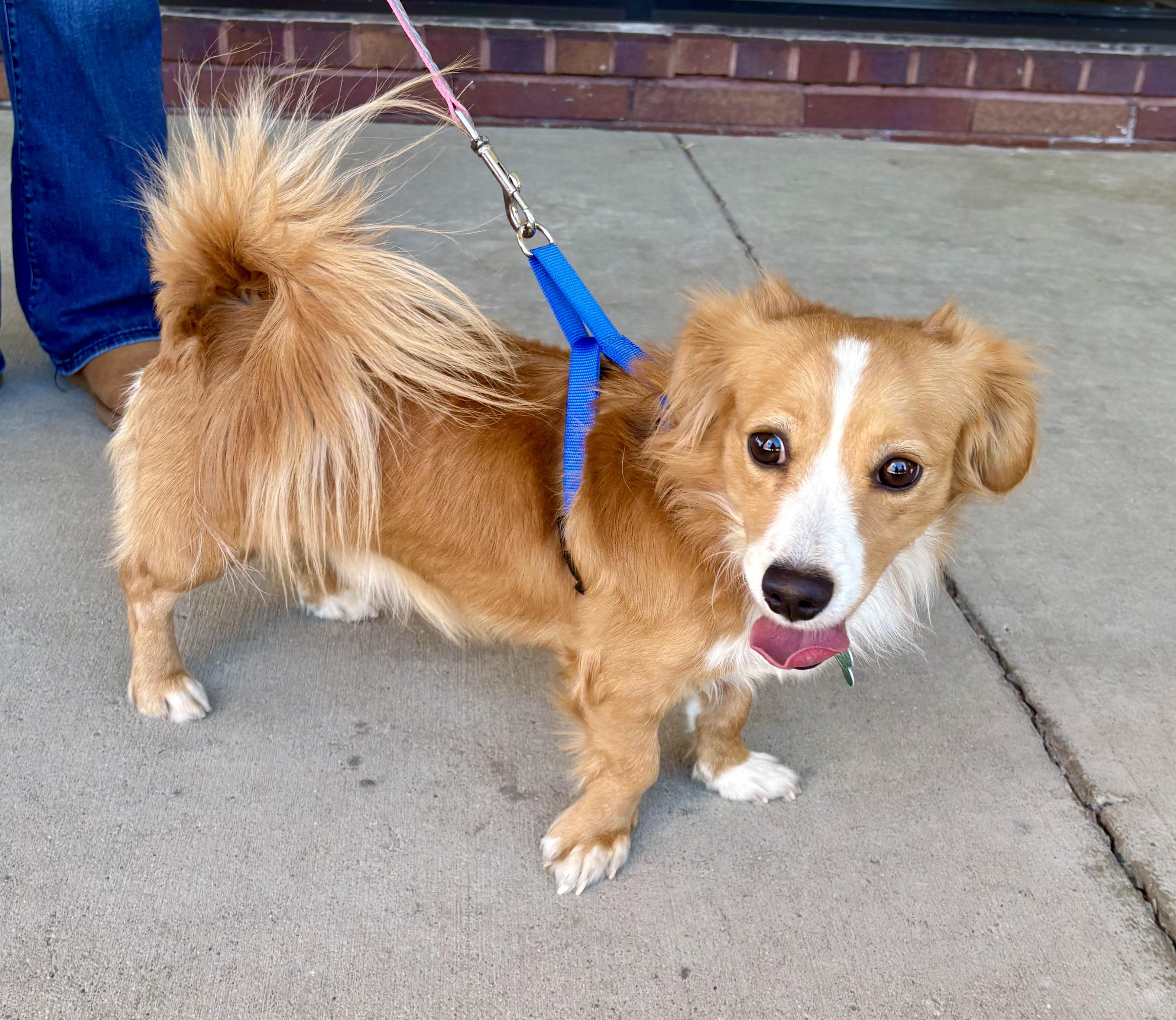 Enlarge Red, a Adoptable mixed breed in Warren, NJ image 3/5