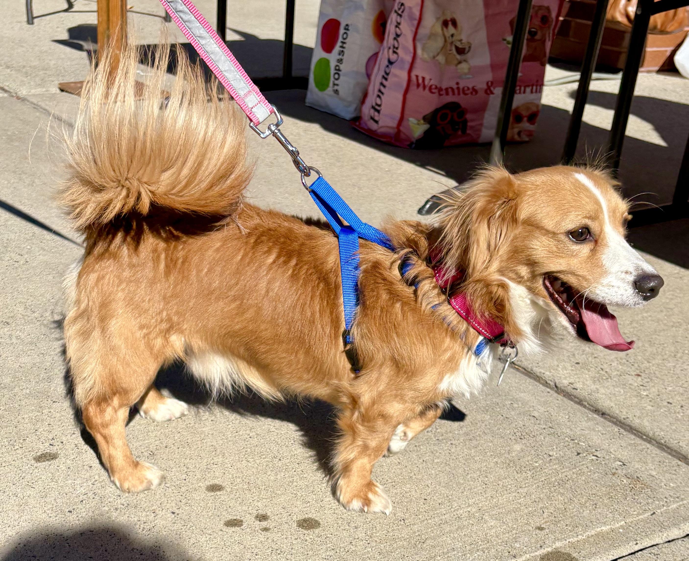 Enlarge Red, a Adoptable mixed breed in Warren, NJ image 4/5