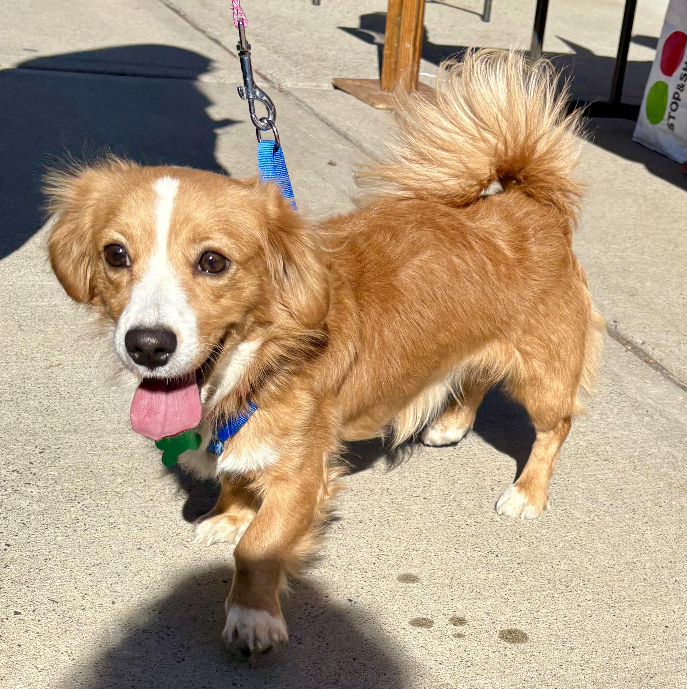 Enlarge Red, a Adoptable mixed breed in Warren, NJ image 5/5