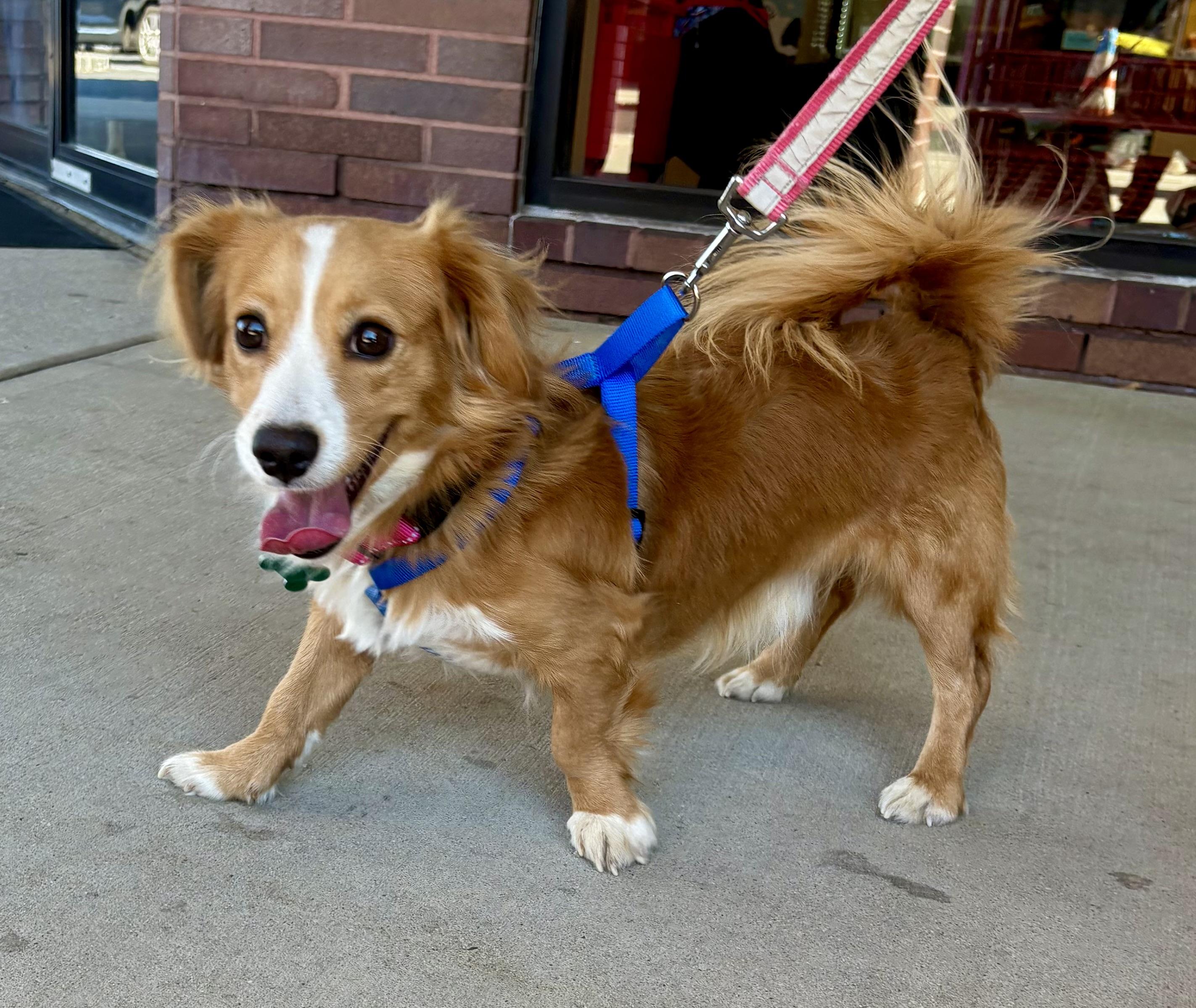 Enlarge Red, a Adoptable mixed breed in Warren, NJ image 1/5