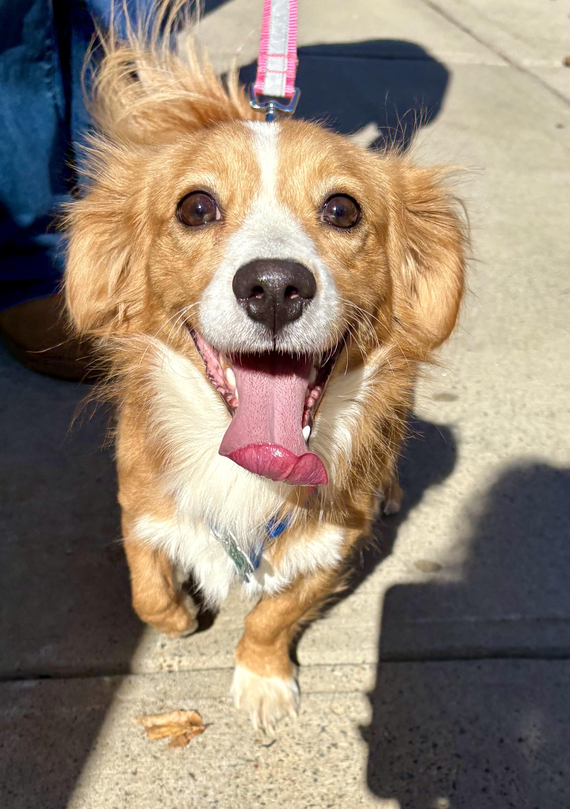 Enlarge Red, a Adoptable mixed breed in Warren, NJ image 2/5