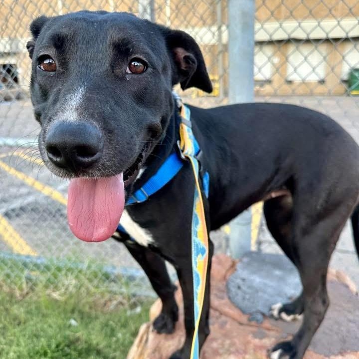 Enlarge Mi, a Adoptable mixed breed in Krum, TX image 2/6