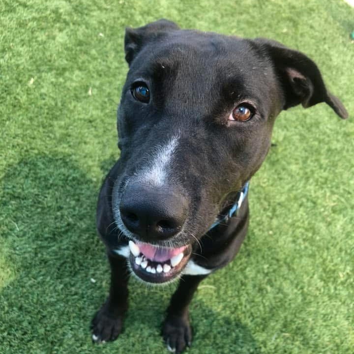 Enlarge Mi, a Adoptable mixed breed in Krum, TX image 4/6