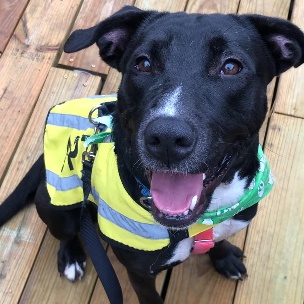 Enlarge Mi, a Adoptable mixed breed in Krum, TX image 1/6