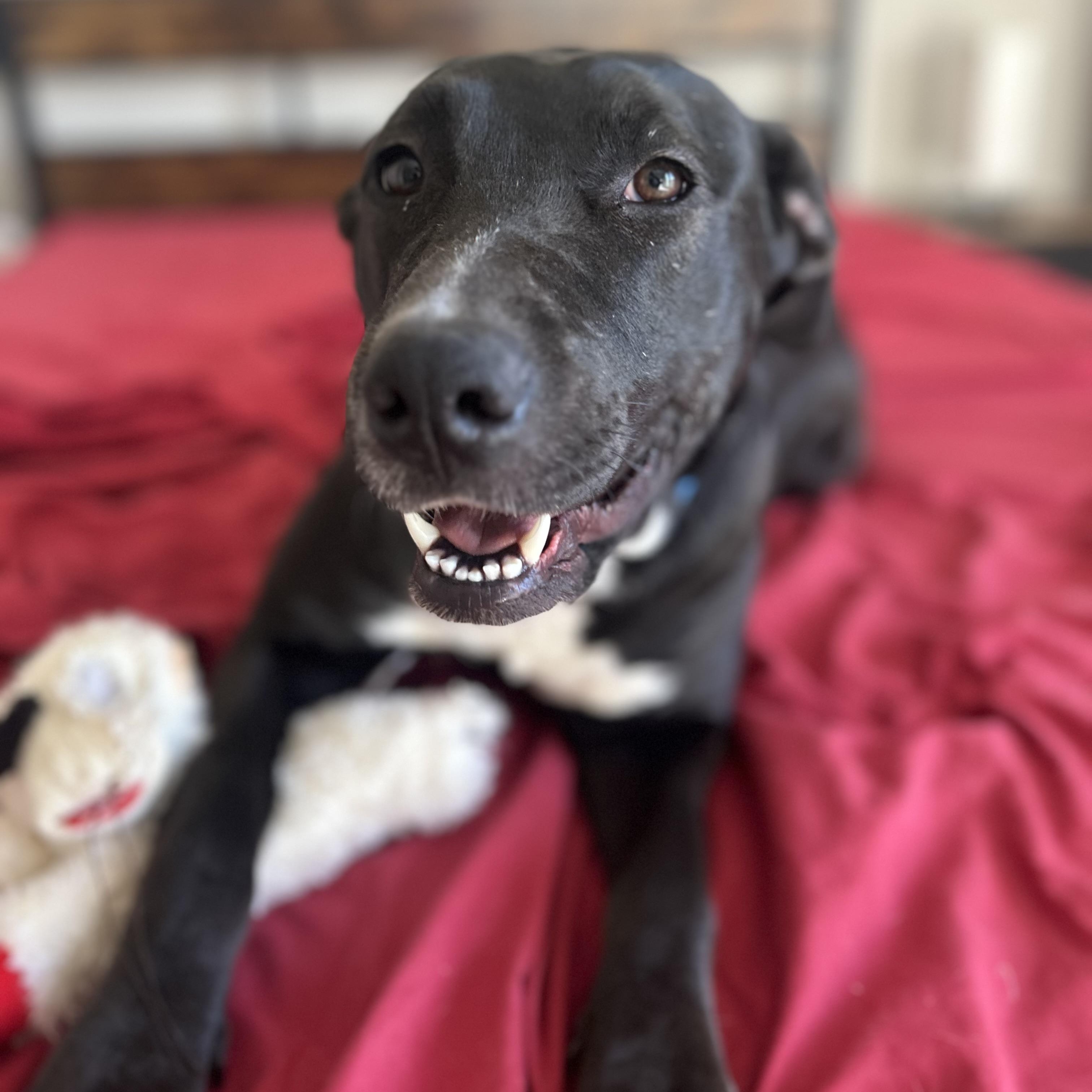 Enlarge Mi, a Adoptable mixed breed in Krum, TX image 5/6