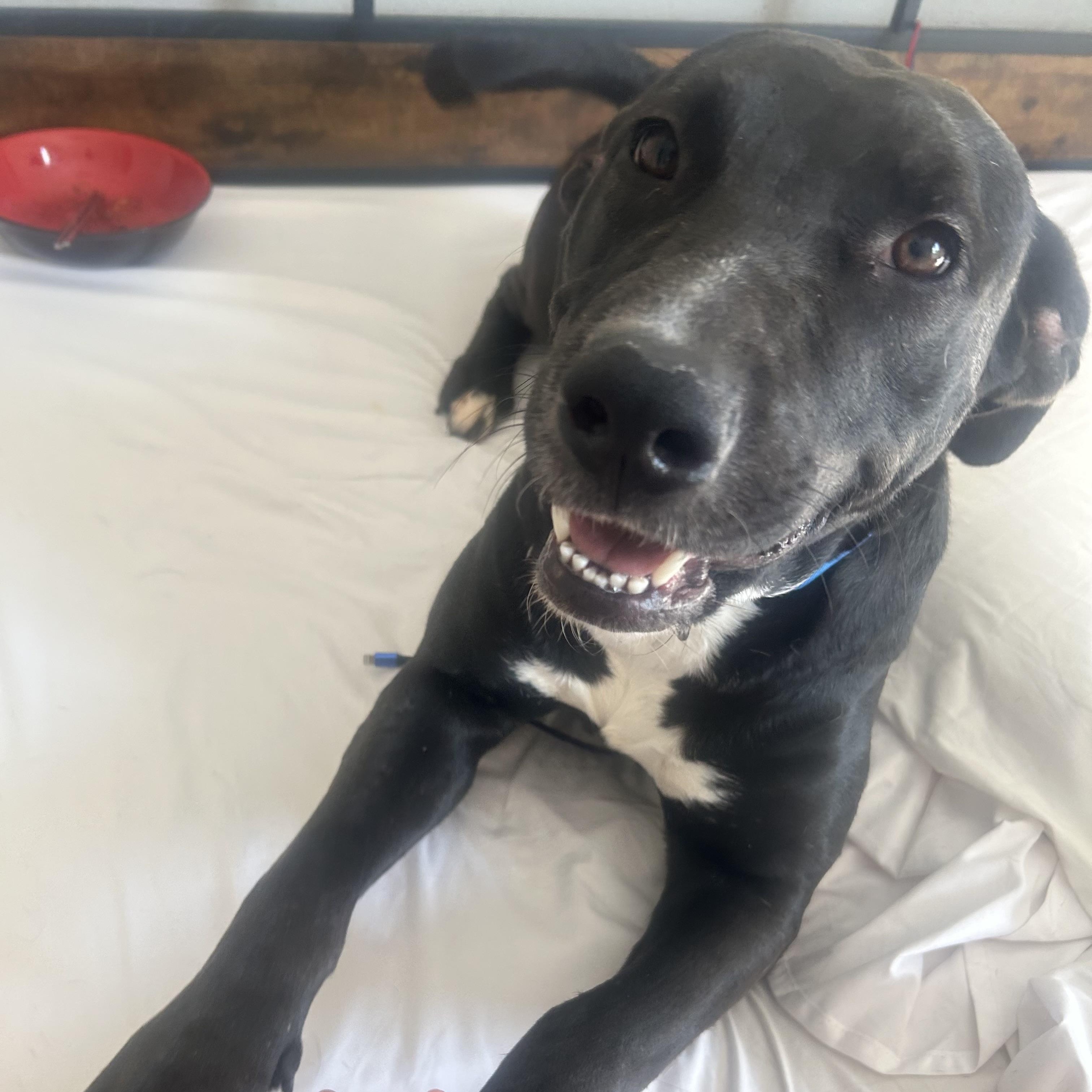 Enlarge Mi, a Adoptable mixed breed in Krum, TX image 6/6