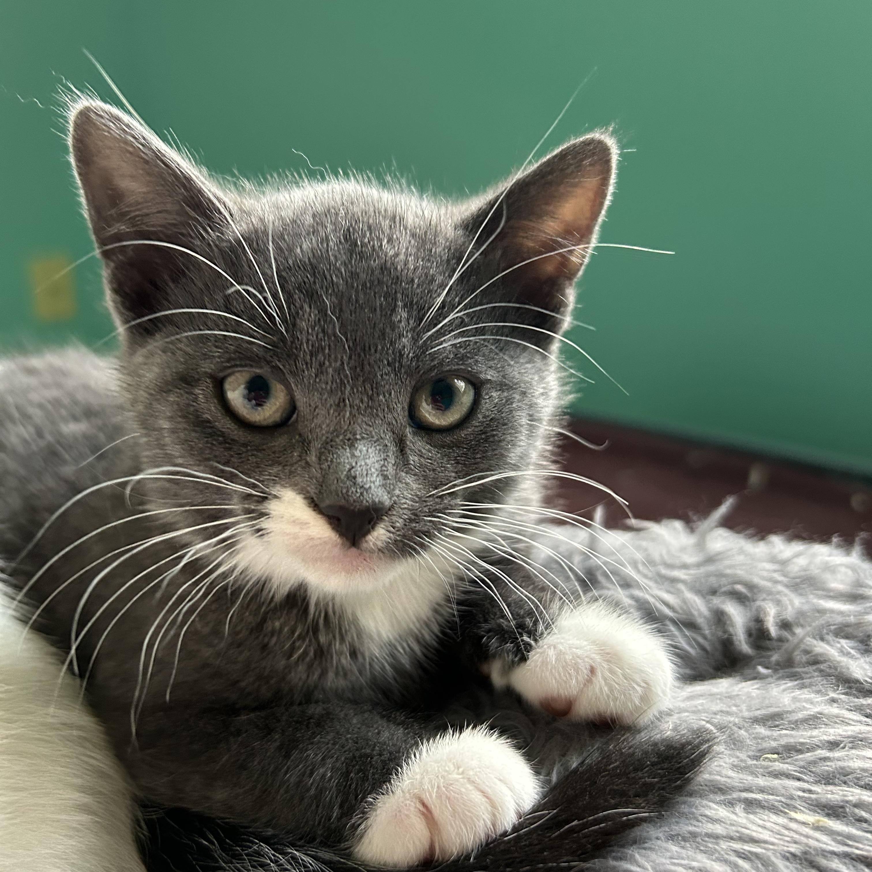 Dexter, ADOPTABLE, Kitten Male Domestic Short Hair & Russian Blue.