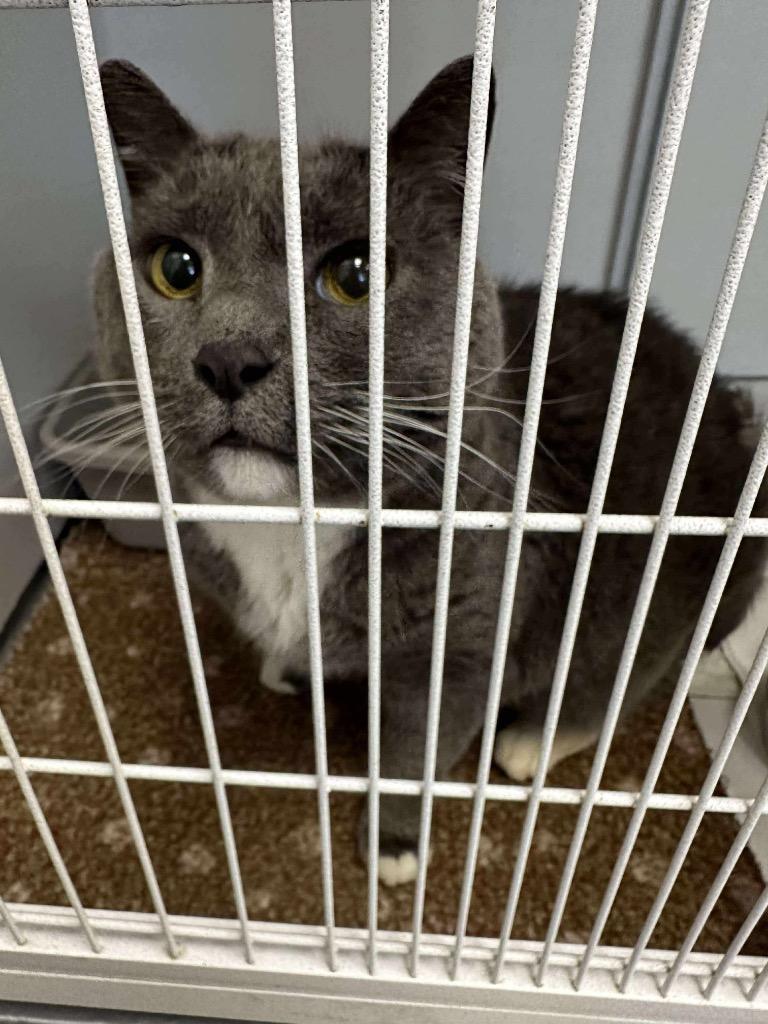 Enlarge Fridge, a Adoptable mixed breed in Van Wert, OH image 1/2