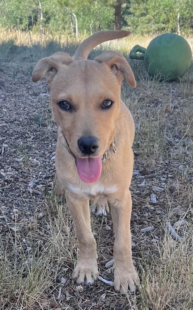 Penny, Adoptable, Puppy Female Cattle Dog.