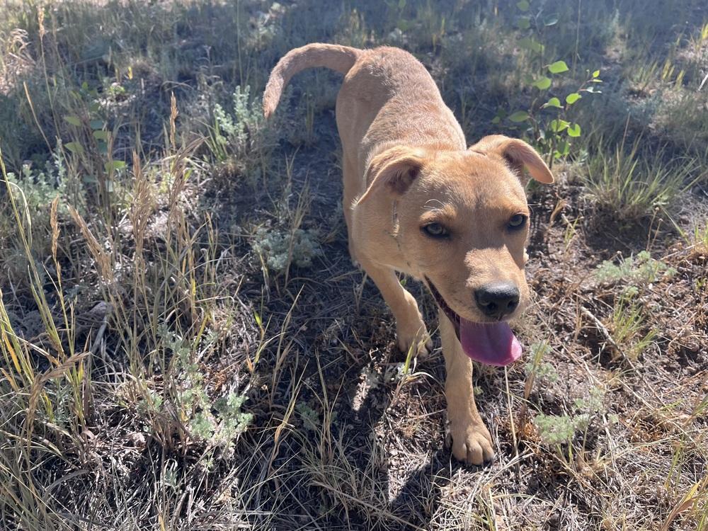Penny, a Adoptable mixed breed in Lafayette, CO image 2/6