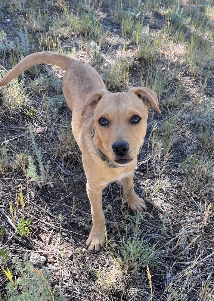 Penny, a Adoptable mixed breed in Lafayette, CO image 4/6