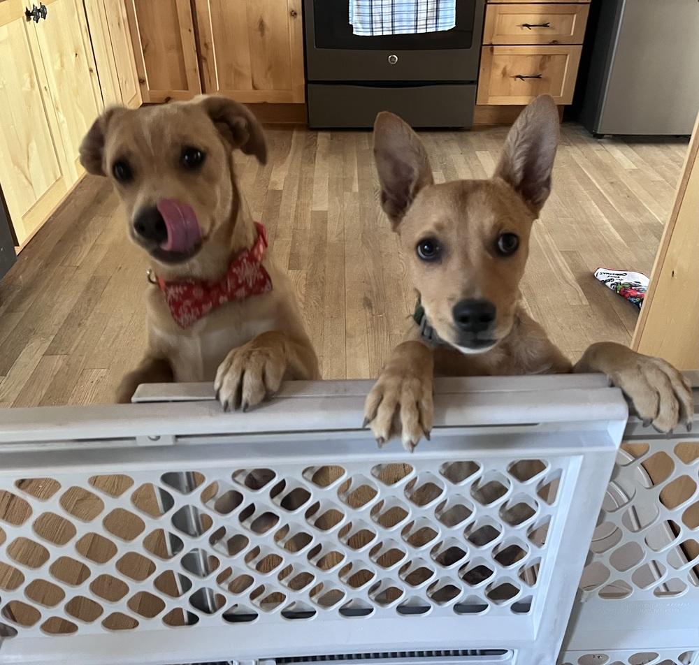 Penny, a Adoptable mixed breed in Lafayette, CO image 5/6