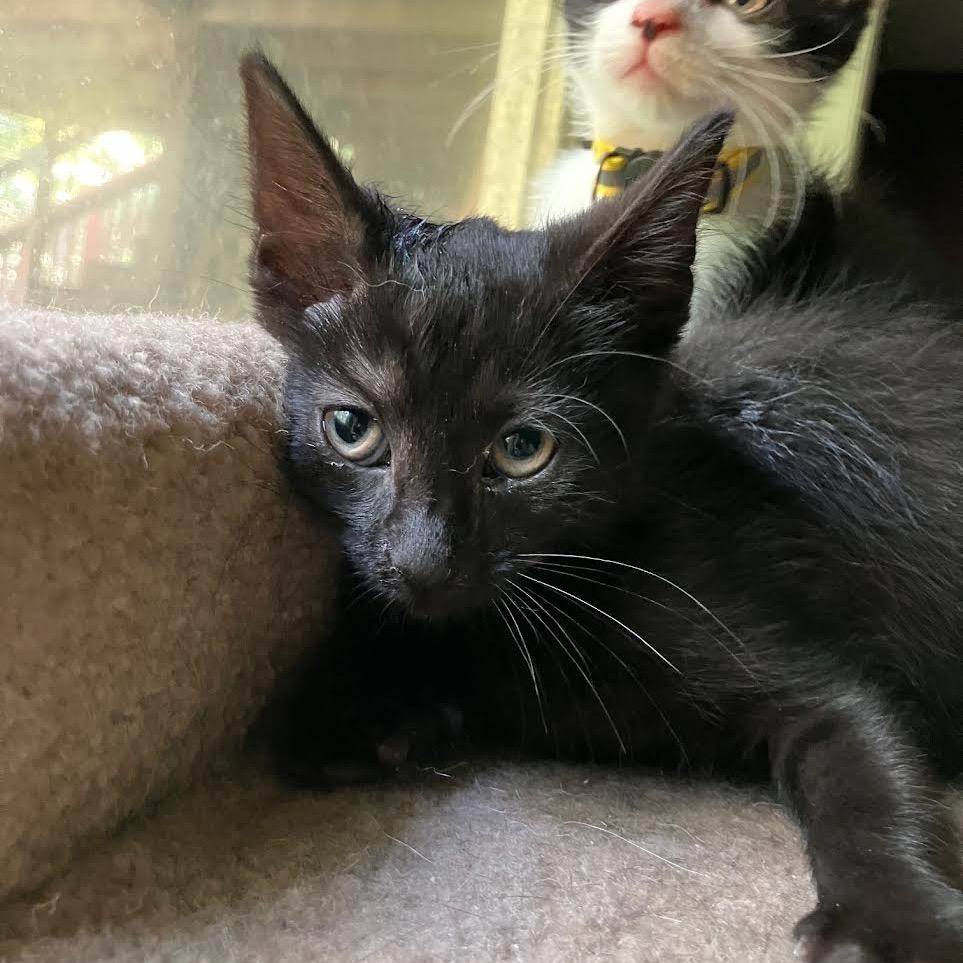 Condor, a Adoptable Domestic Short Hair in Madison, WI image 1/2