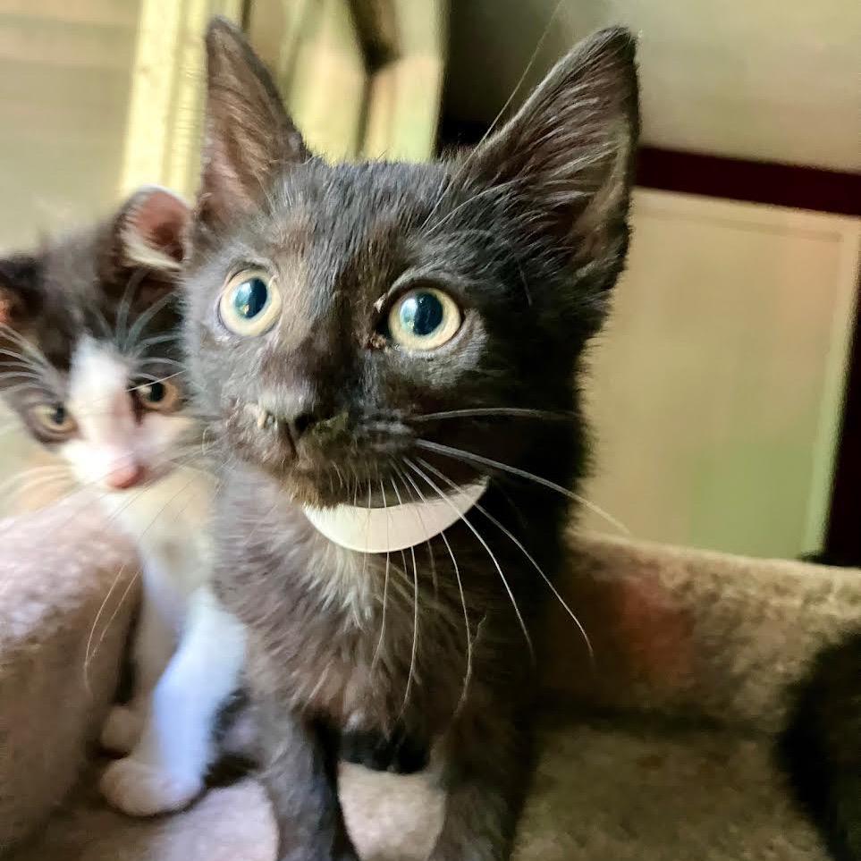 Enlarge Condor, a Adoptable Domestic Short Hair in Madison, WI image 2/2