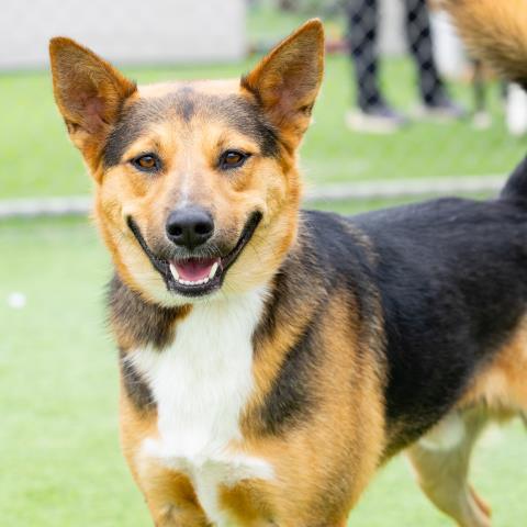 BRONY, Adoptable, Adult Male German Shepherd Dog & Australian Cattle Dog / Blue Heeler.