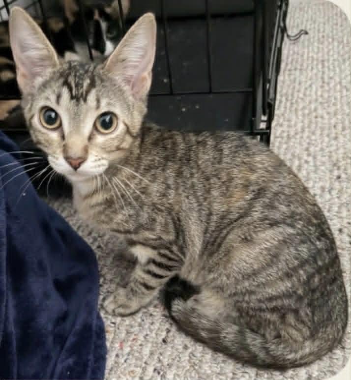 Kit Kat, Adopted, Young Female Domestic Short Hair.