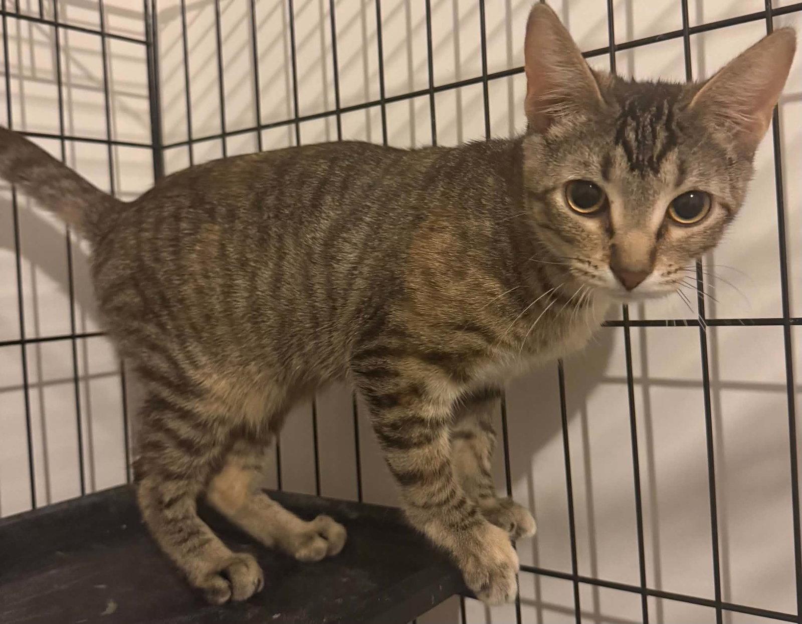 Enlarge Kit Kat, a Adopted Domestic Short Hair in Dalzell, IL image 2/2