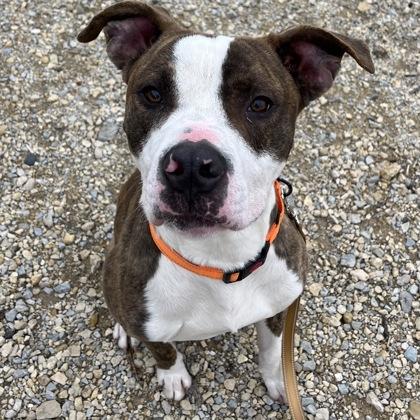 Scoobs, a Adoptable mixed breed in Janesville, WI image 3/3