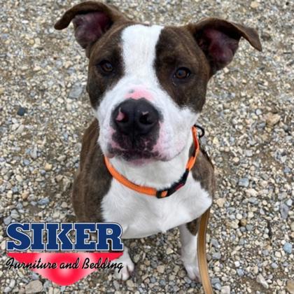 Enlarge Scoobs, a Adoptable mixed breed in Janesville, WI image 3/3
