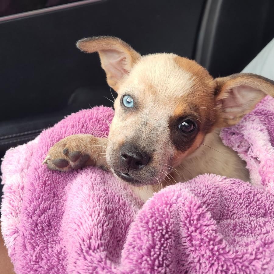 Smudge, adopted, Puppy Male Cattle Dog.