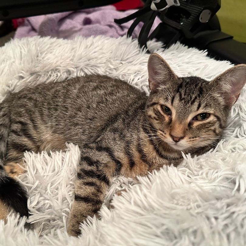 Roo, a Adoptable Domestic Short Hair in Syosset, NY image 1/6