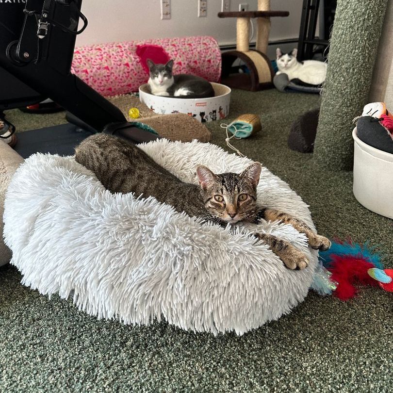 Roo, a Adoptable Domestic Short Hair in Syosset, NY image 2/6