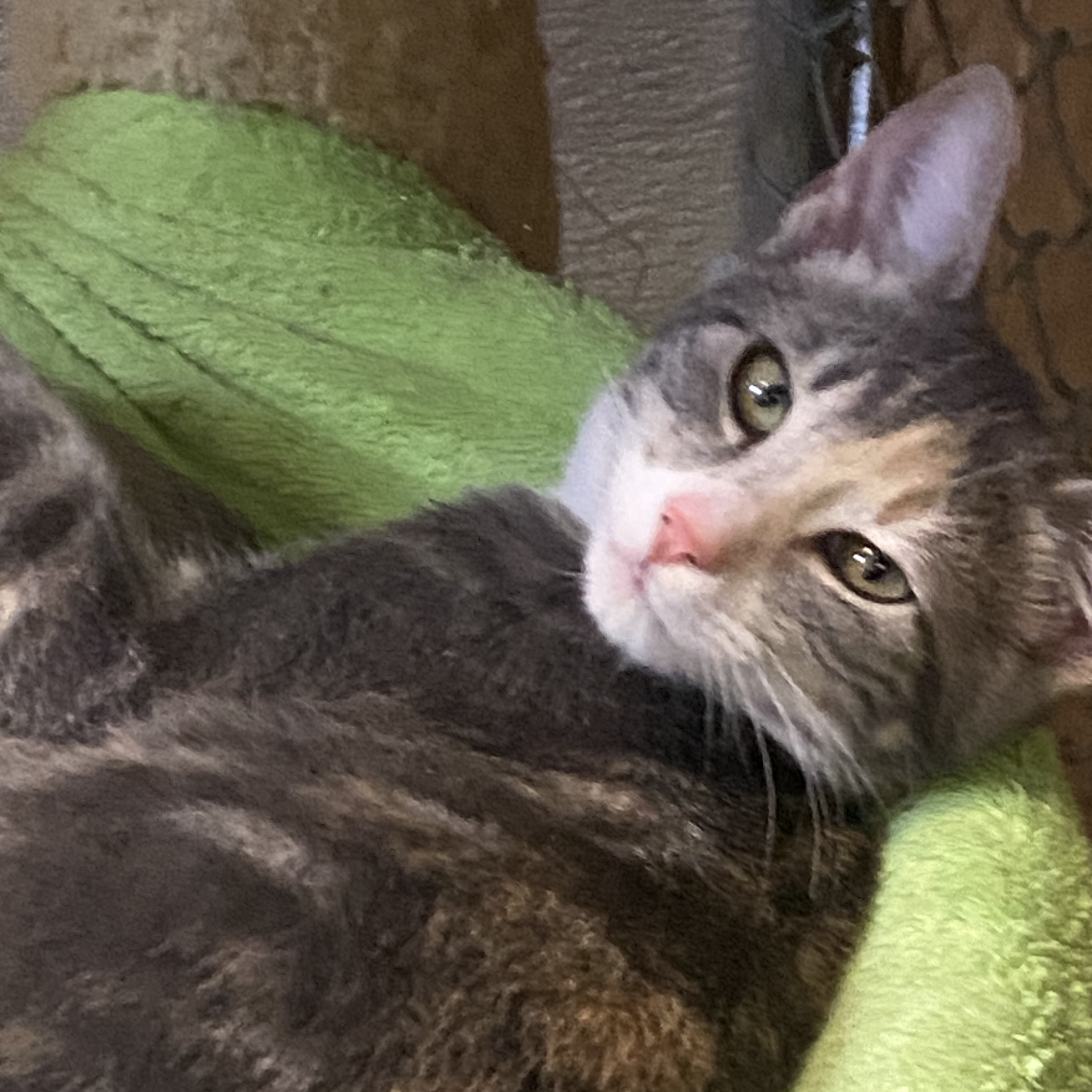 Luxor, Adoptable, Young Female Dilute Tortoiseshell.