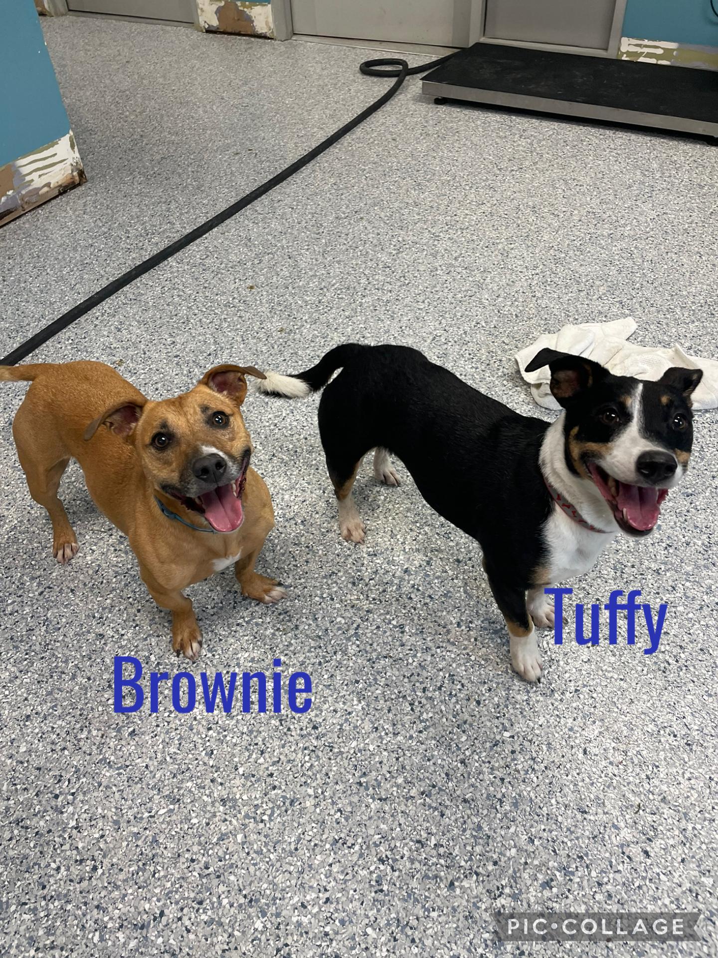 Tuffy & Brownie, ADOPTABLE, Senior Male Dachshund & Chihuahua.