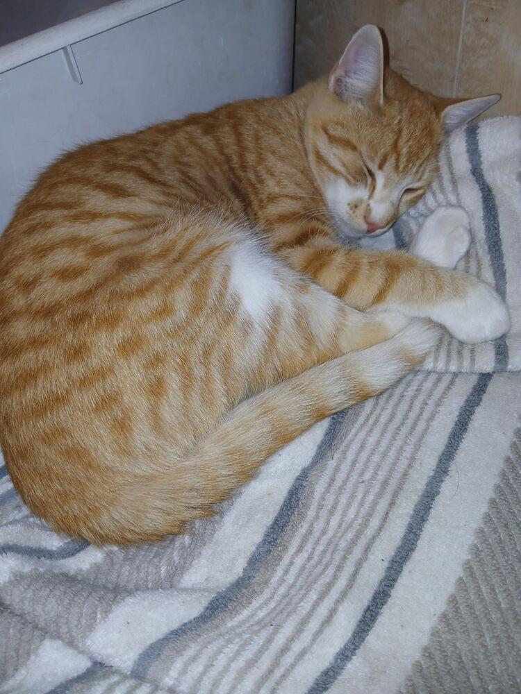 Paul, Adoptable, Young Male Domestic Short Hair.