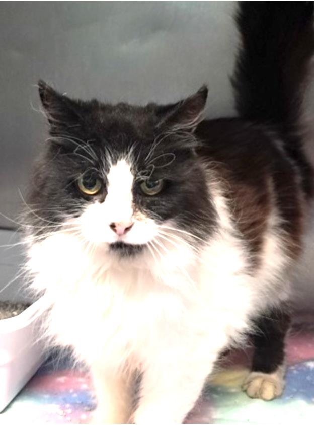 Queen B, Adoptable, Adult Female Domestic Long Hair.