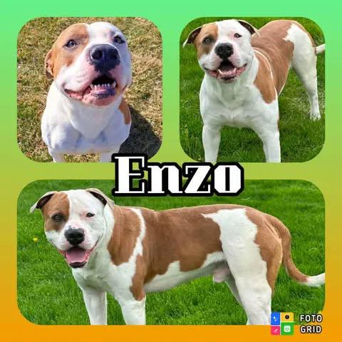 Enzo, ADOPTABLE, Young Male American Bulldog & American Staffordshire Terrier.