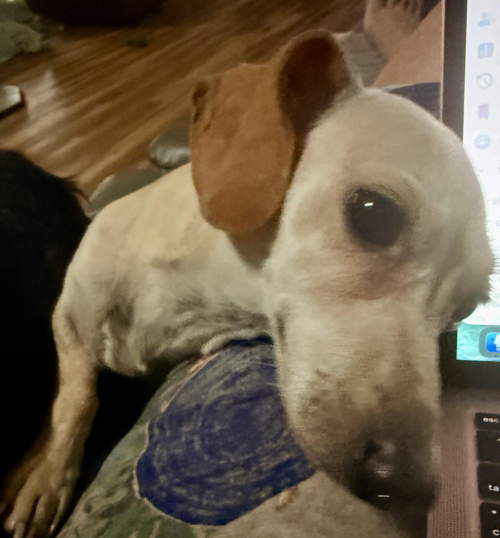 Pearl, a Adopted Dachshund in Prague, OK image 1/2