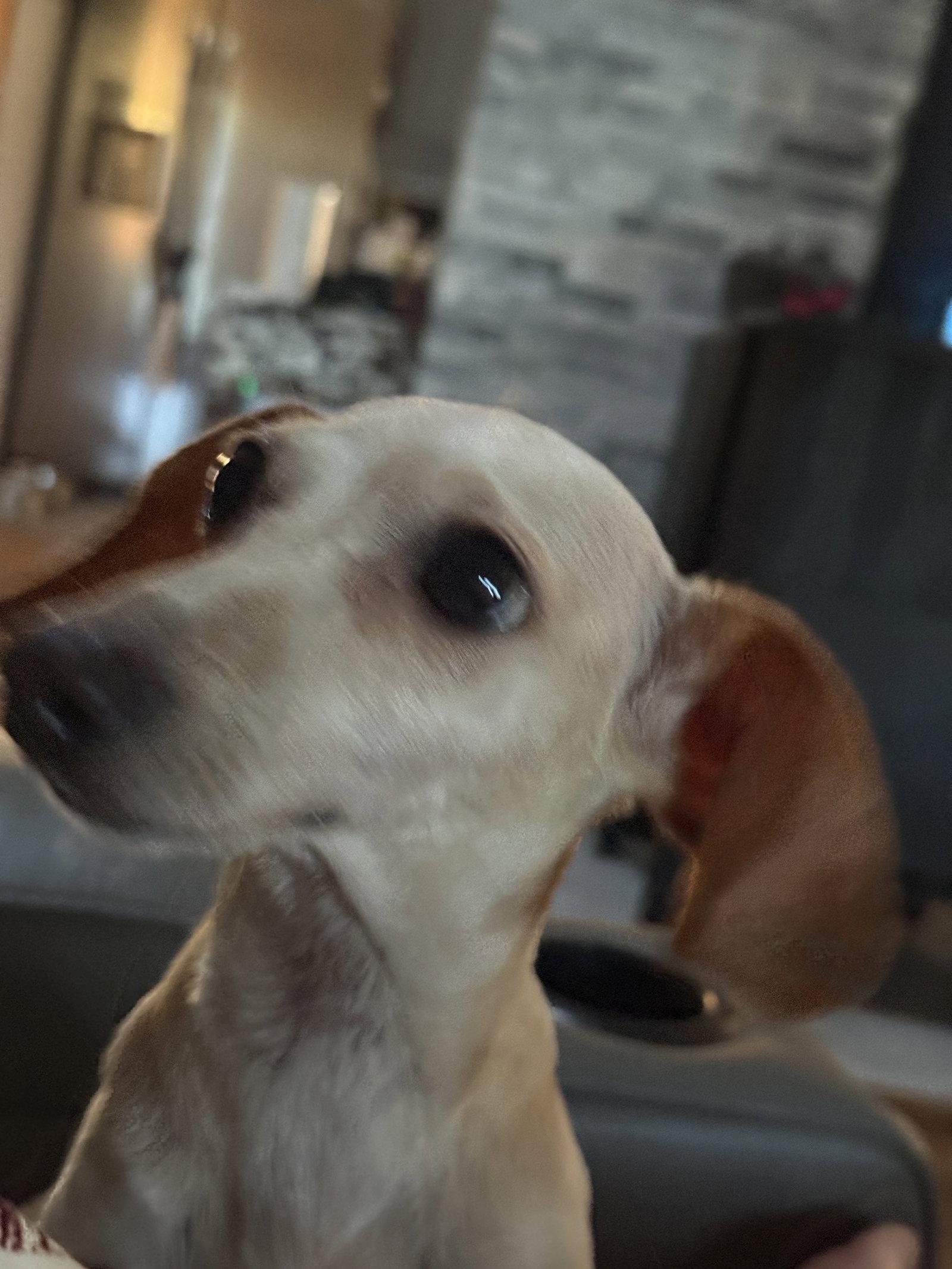Pearl, a Adopted Dachshund in Prague, OK image 2/2
