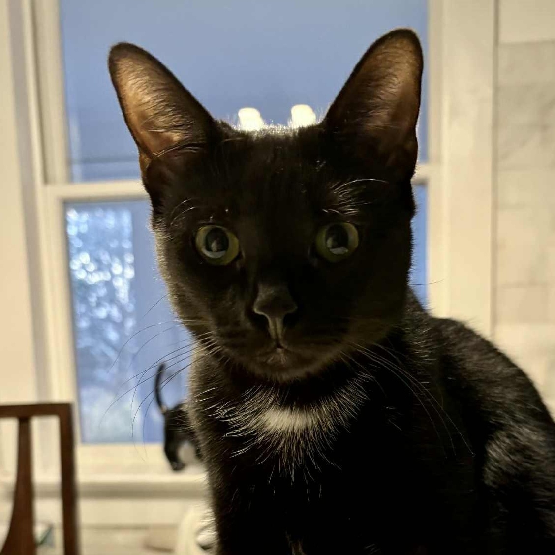 Enlarge Lucky, a Adoptable Domestic Short Hair in Hawley, PA image 1/5