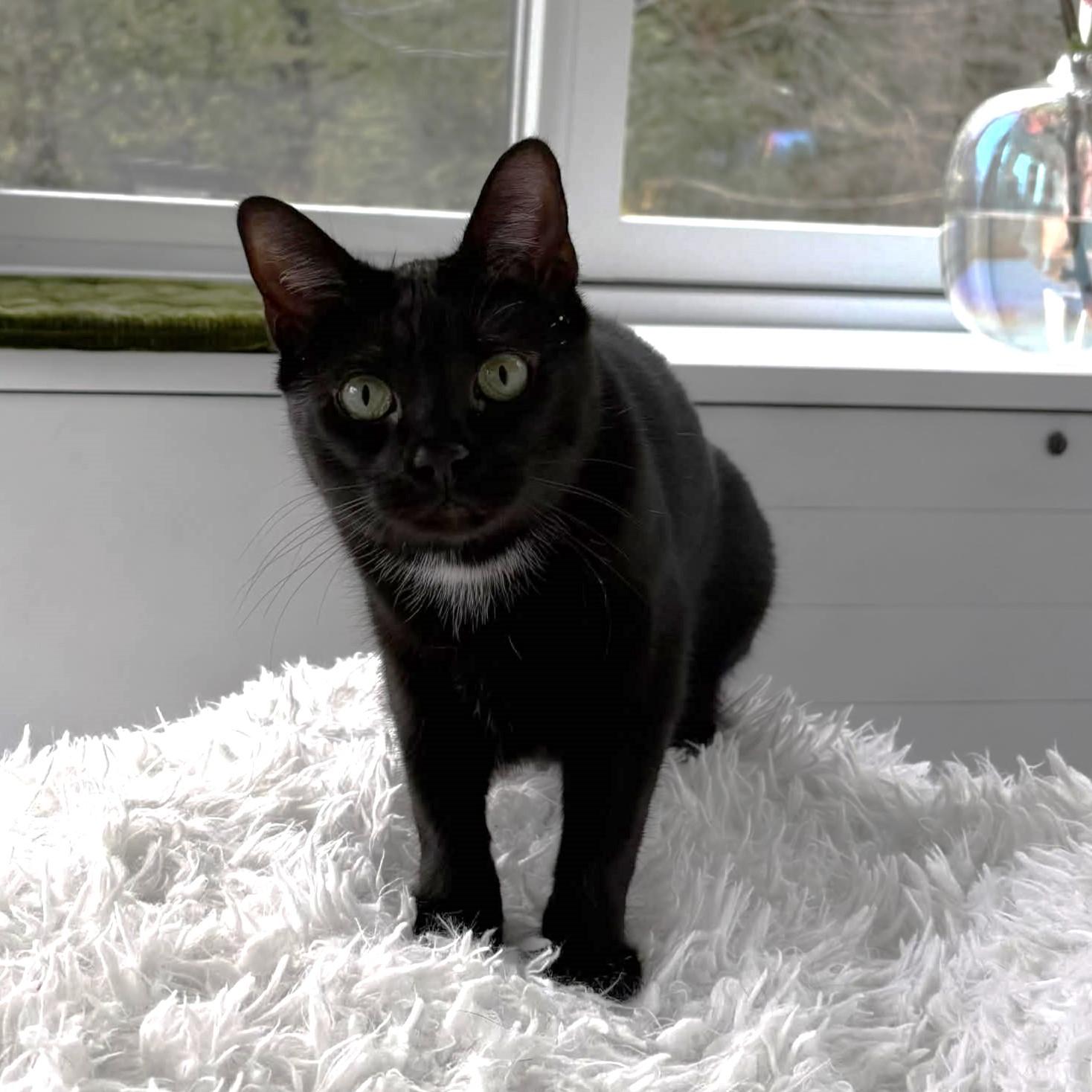 Lucky, Adoptable, Young Female Domestic Short Hair.