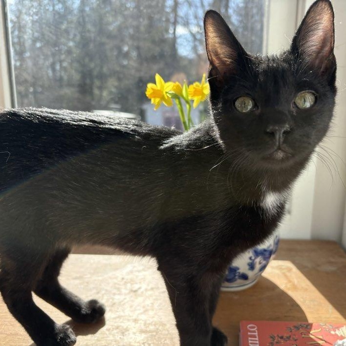 Enlarge Lucky, a Adoptable Domestic Short Hair in Hawley, PA image 4/5