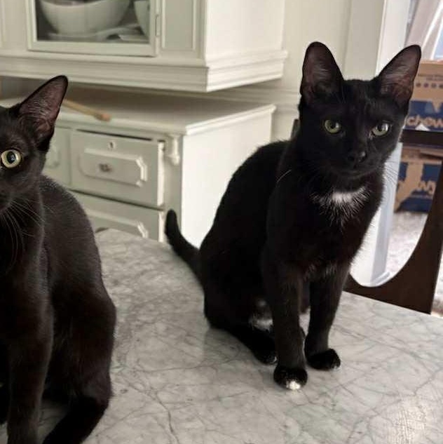 Enlarge Lucky, a Adoptable Domestic Short Hair in Hawley, PA image 2/5