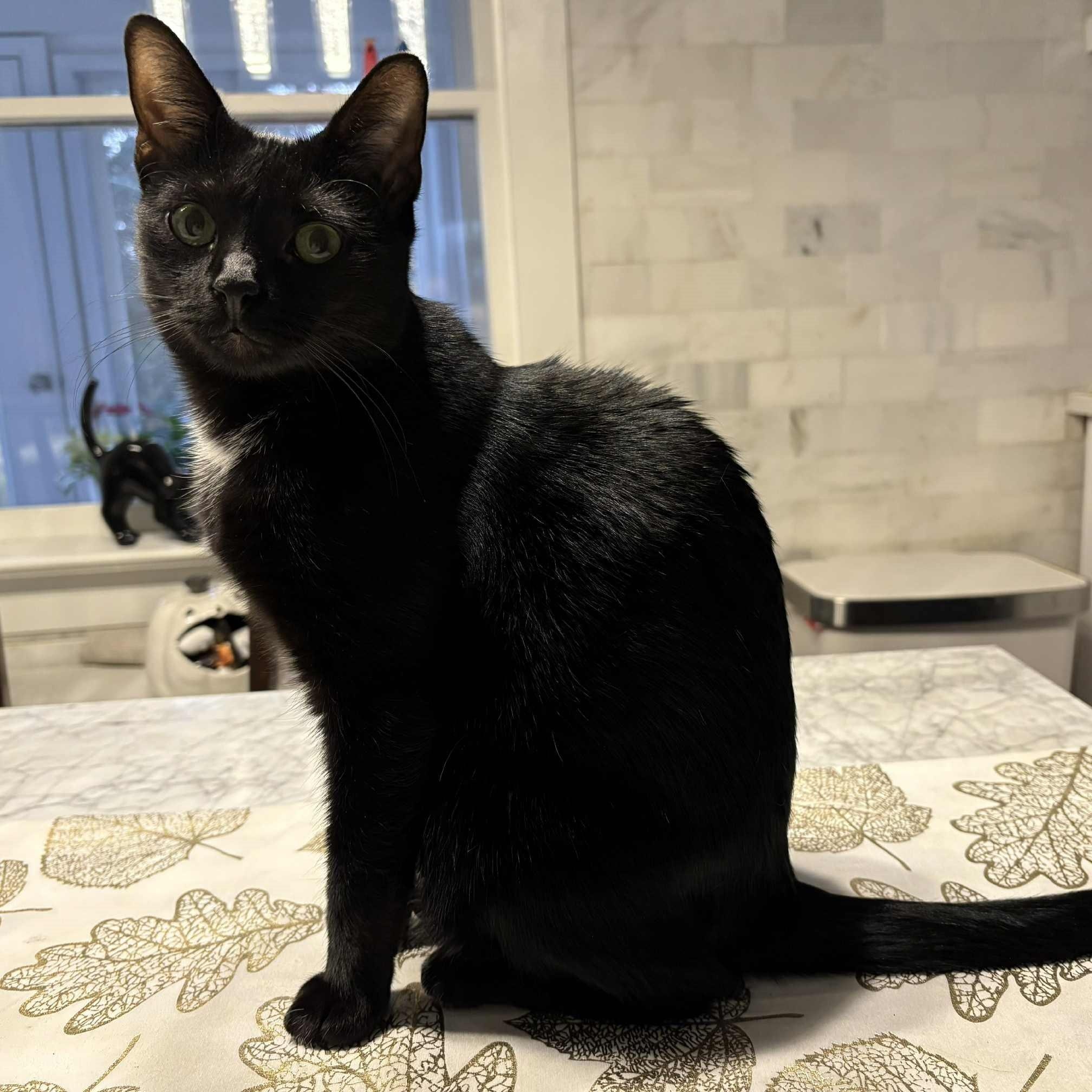 Enlarge Lucky, a Adoptable Domestic Short Hair in Hawley, PA image 5/5