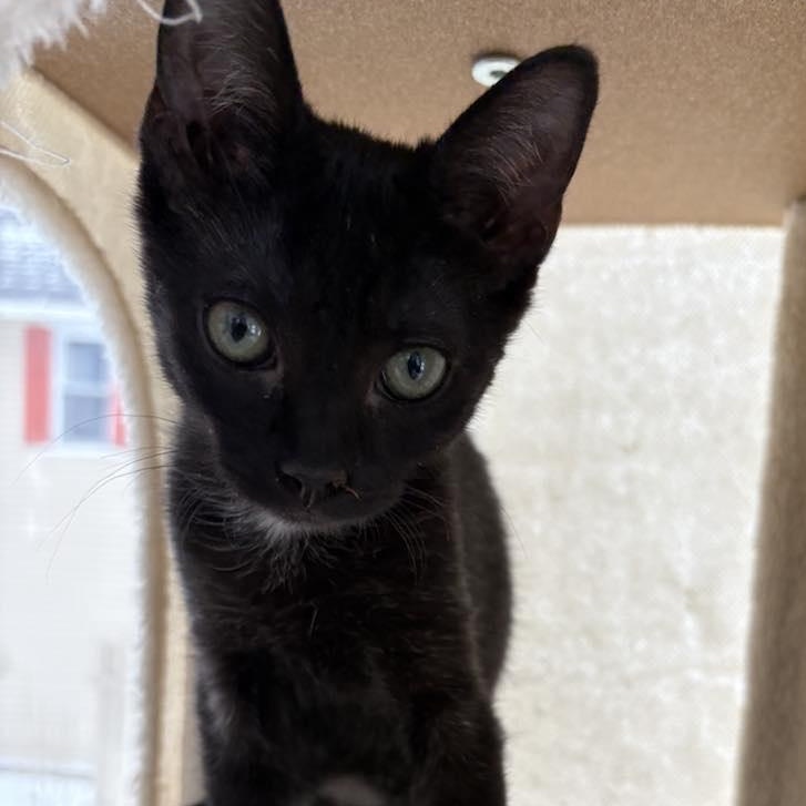 Enlarge Lucky, a Adoptable Domestic Short Hair in Hawley, PA image 3/5