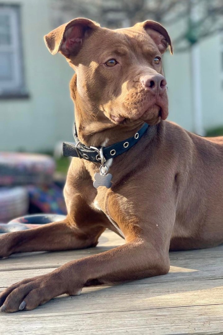 Tootsie Roll thumbnail 2