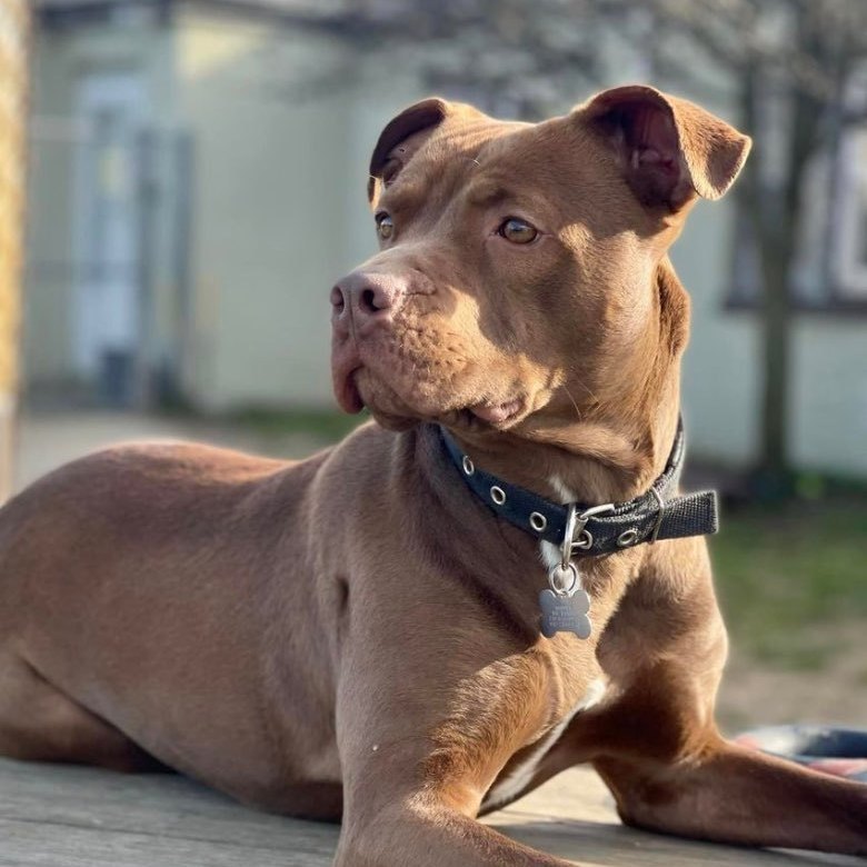 Tootsie Roll, a Adoptable Terrier in Freeport, NY image 3/6