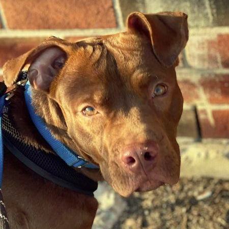 Tootsie Roll, a Adoptable Terrier in Freeport, NY image 4/6