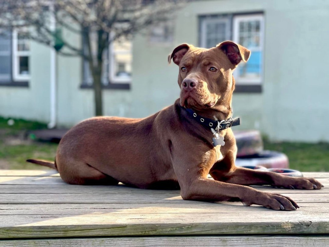 Tootsie Roll, a Adoptable Terrier in Freeport, NY image 5/6