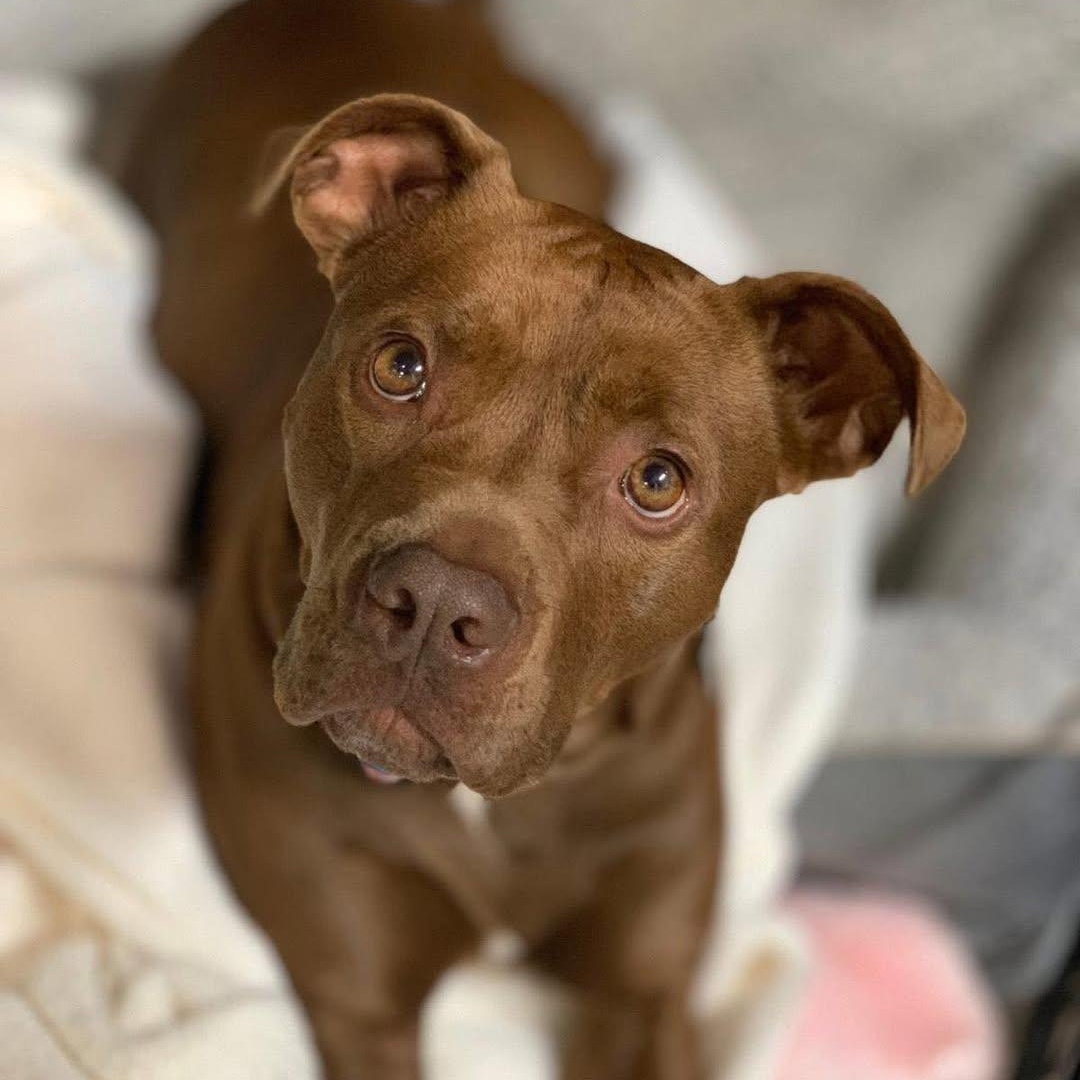 Tootsie Roll, a Adoptable Terrier in Freeport, NY image 1/6