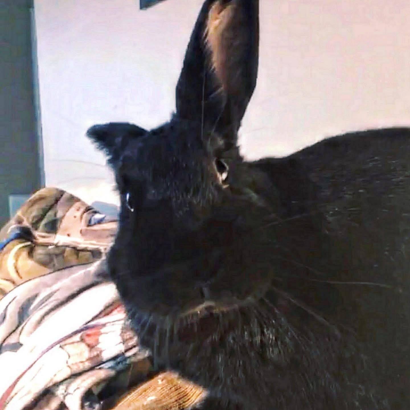 Galaxy - courtesy rehoming listing, Adoptable, Adult Female American.