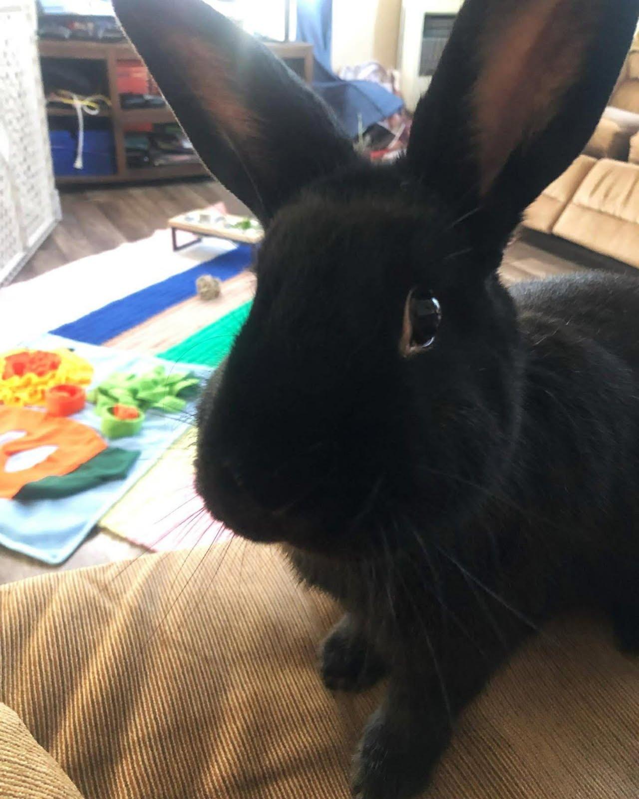 Enlarge Galaxy - courtesy rehoming listing, a Adoptable mixed breed in Huntsville, AL image 3/5